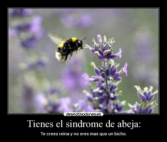 Tienes el sindrome de abeja: - Te crees reina y no eres mas que un bicho.