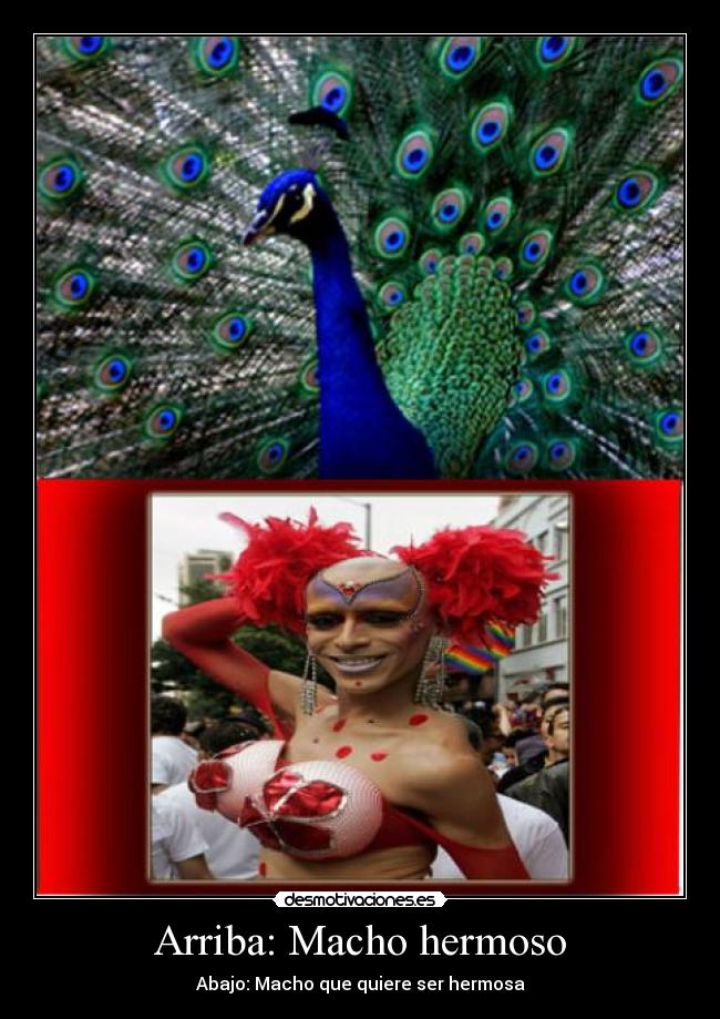 Arriba: Macho hermoso - Abajo: Macho que quiere ser hermosa