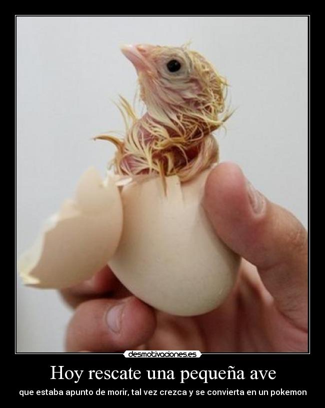 Hoy rescate una pequeña ave - que estaba apunto de morir, tal vez crezca y se convierta en un pokemon