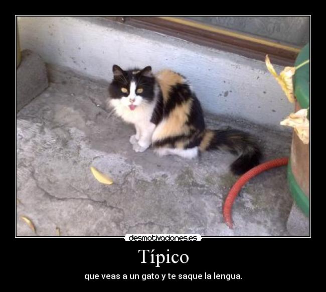 Típico - que veas a un gato y te saque la lengua.