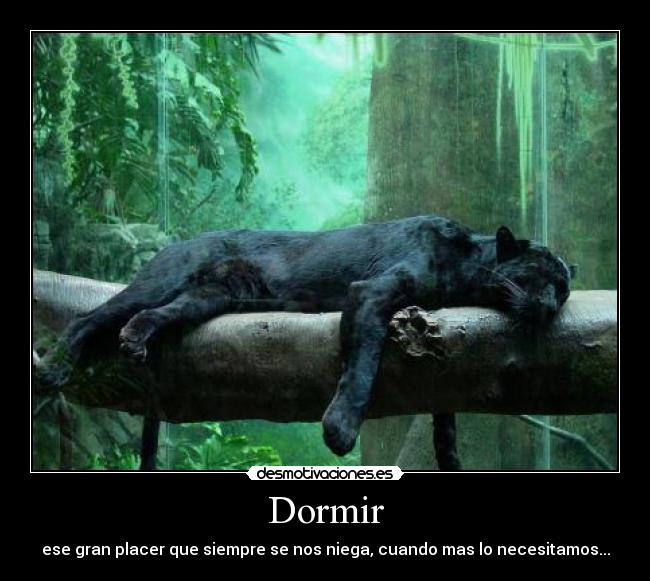 carteles dormir jaguar tumbado bartola que envidiaaaa desmotivaciones
