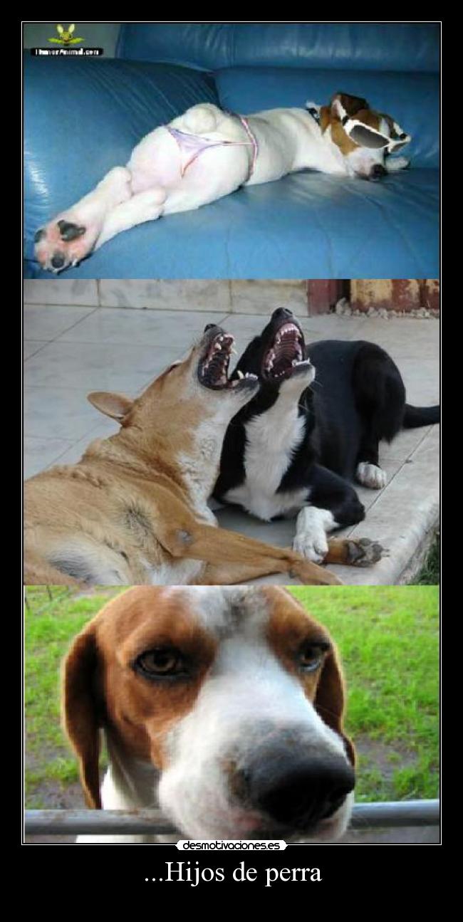 ...Hijos de perra - 