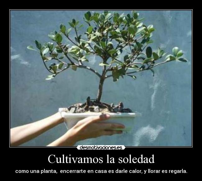 Cultivamos la soledad - como una planta, encerrarte en casa es darle calor, y llorar es regarla.