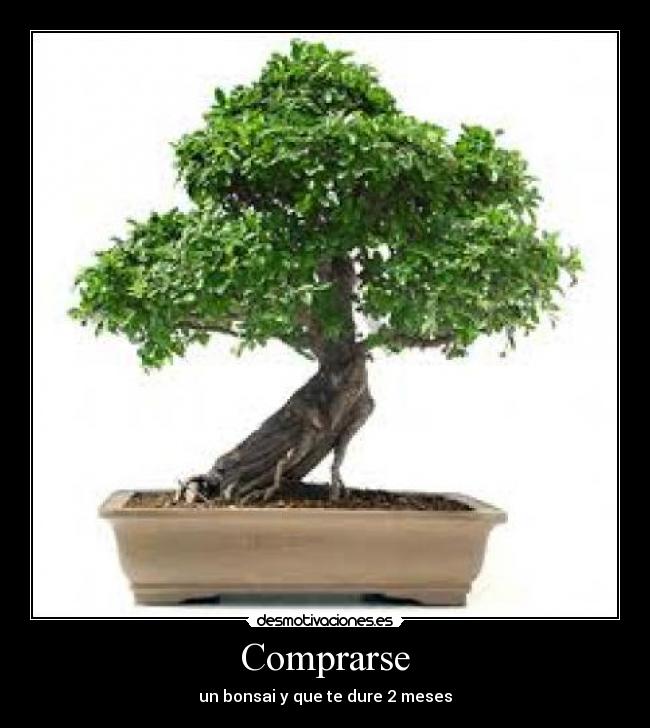 Comprarse - un bonsai y que te dure 2 meses