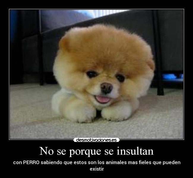 No se porque se insultan - con PERRO sabiendo que estos son los animales mas fieles que pueden existir