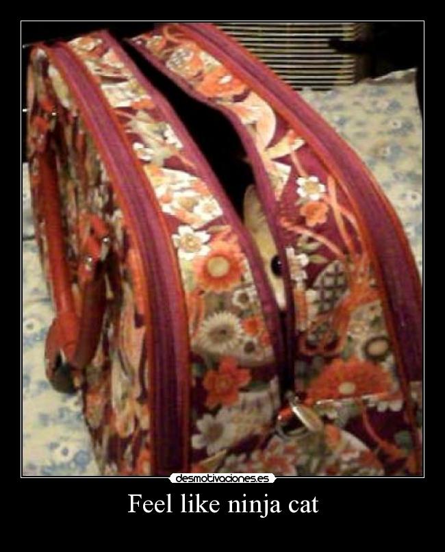 Feel like ninja cat -