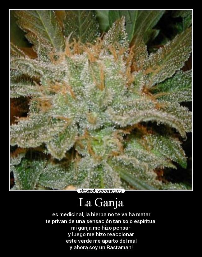 La Ganja - es medicinal, la hierba no te va ha matar
te privan de una sensación tan solo espiritual
mi ganja me hizo pensar
y luego me hizo reaccionar
este verde me aparto del mal
y ahora soy un Rastaman!