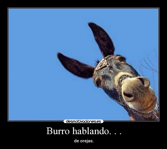 Burro hablando. . . - de orejas.