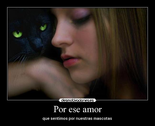 carteles amor gatosmujer amor desmotivaciones