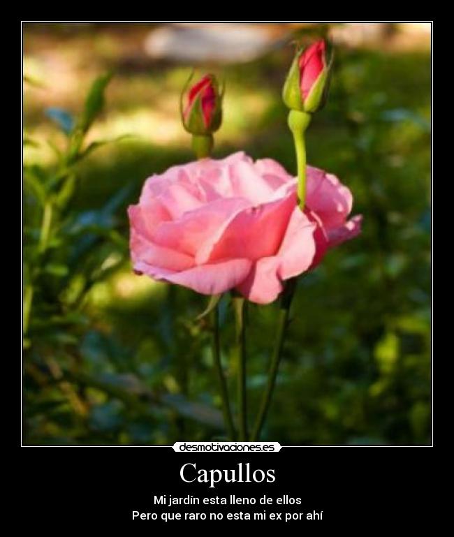 Capullos - 