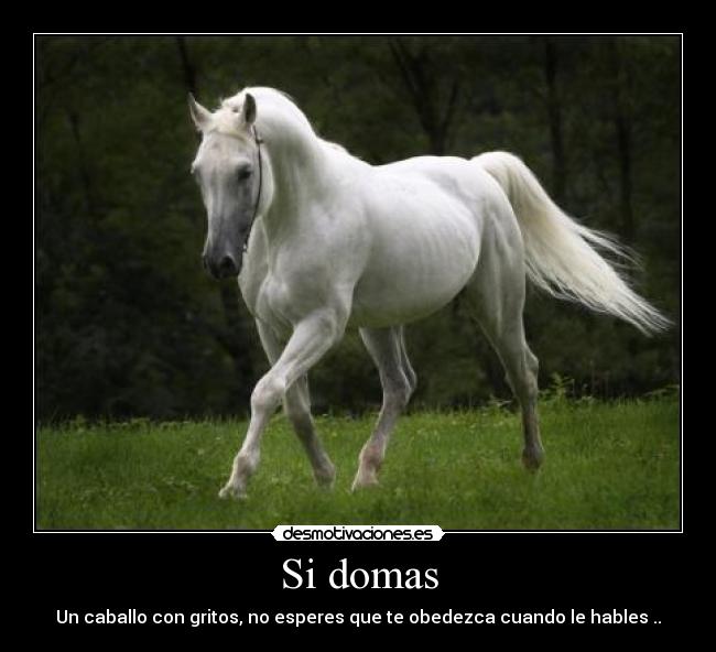 Si domas - 