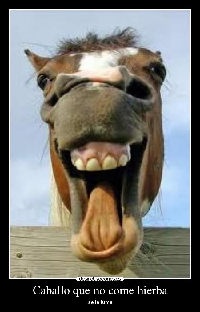 Caballo que no come hierba - se la fuma