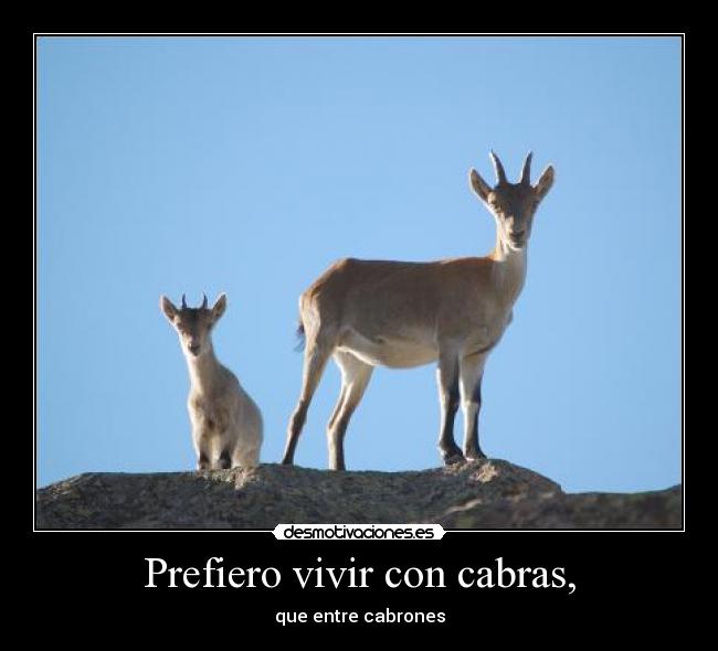Prefiero vivir con cabras, -