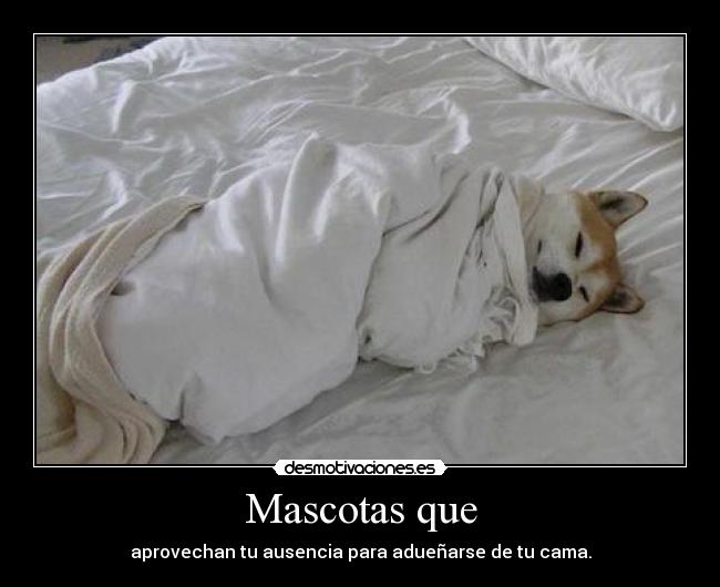 Mascotas que -