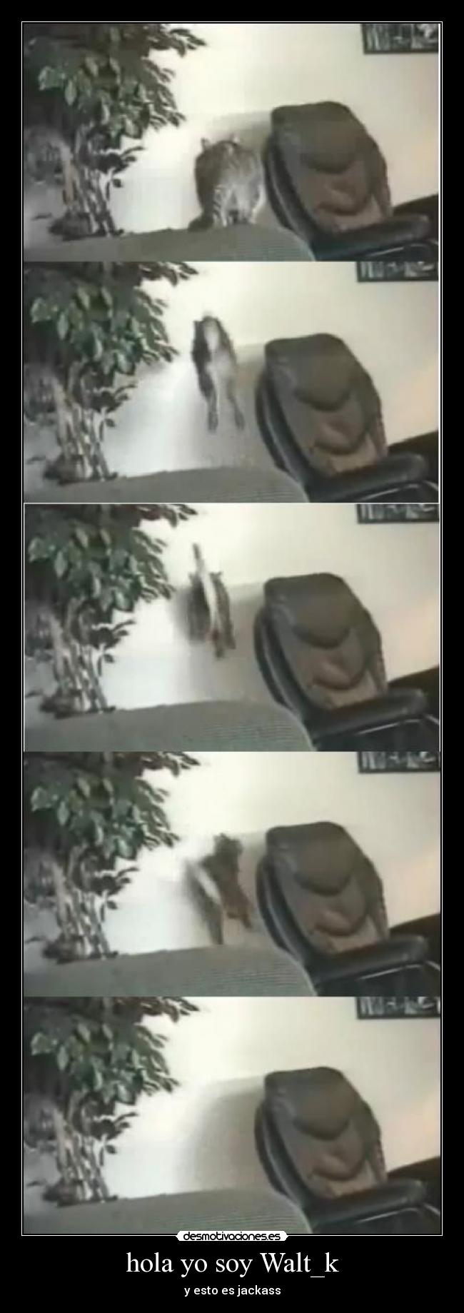 hola yo soy Walt_k -