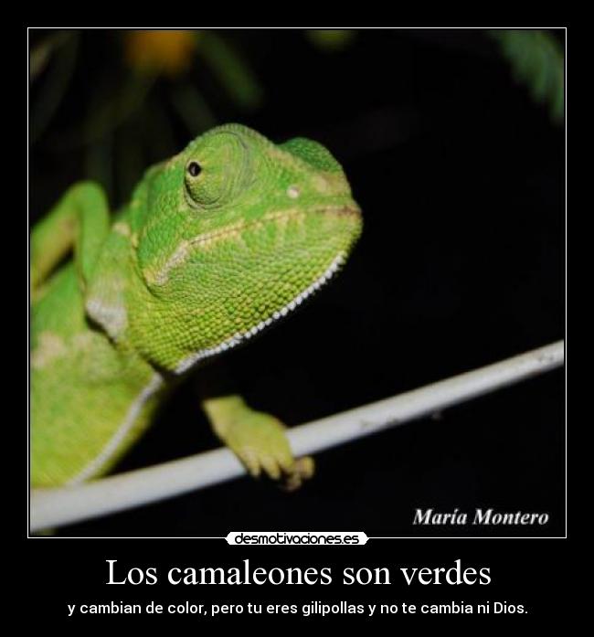 Los camaleones son verdes - y cambian de color, pero tu eres gilipollas y no te cambia ni Dios.