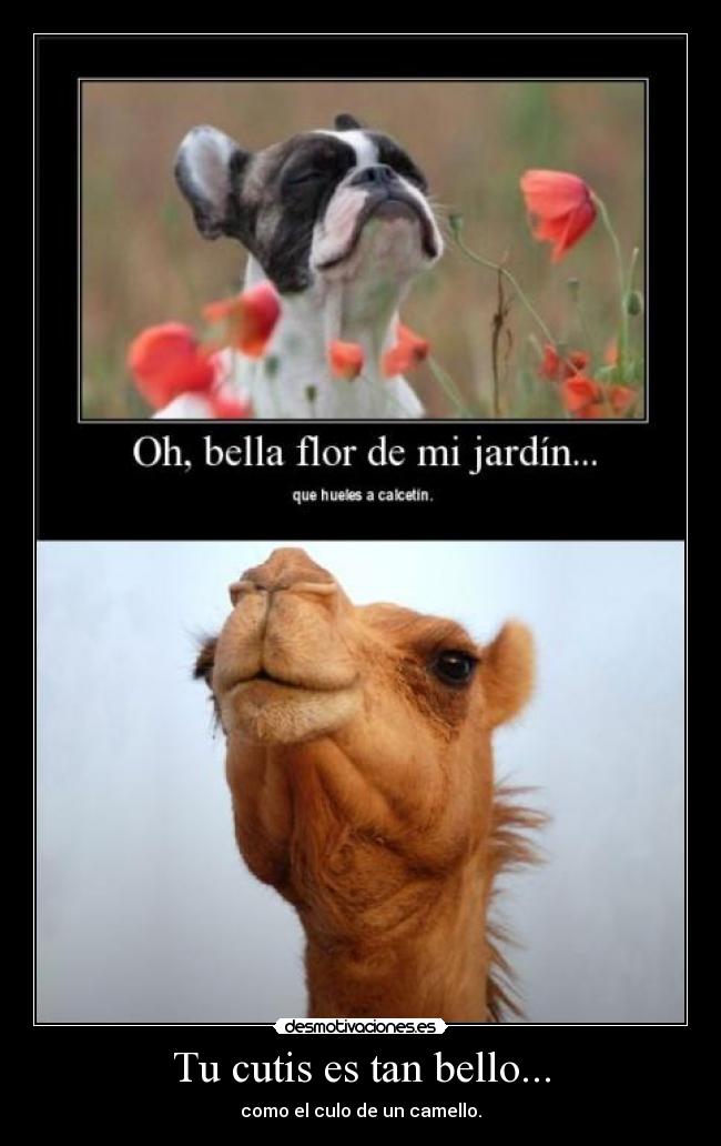 carteles sheey8 momentos desternillamiento aburrimiento estas son las consecuencias desmotivaciones