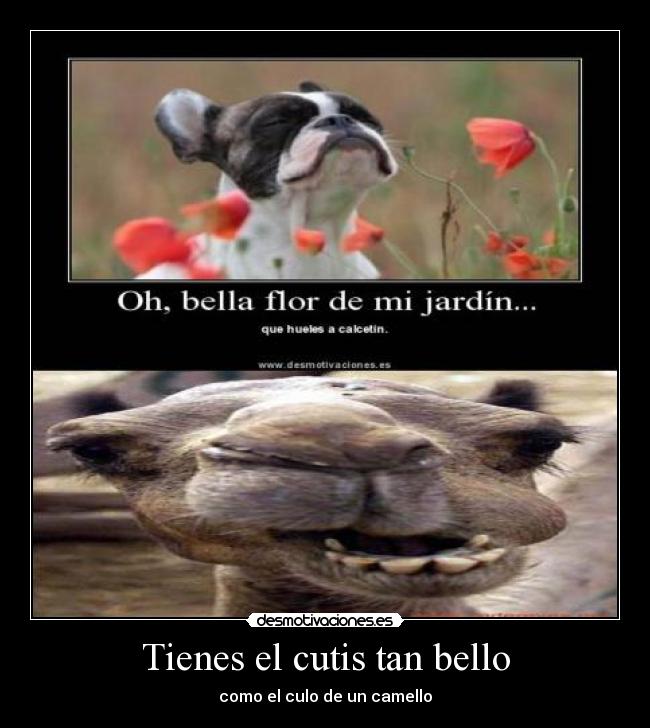 Tienes el cutis tan bello - como el culo de un camello