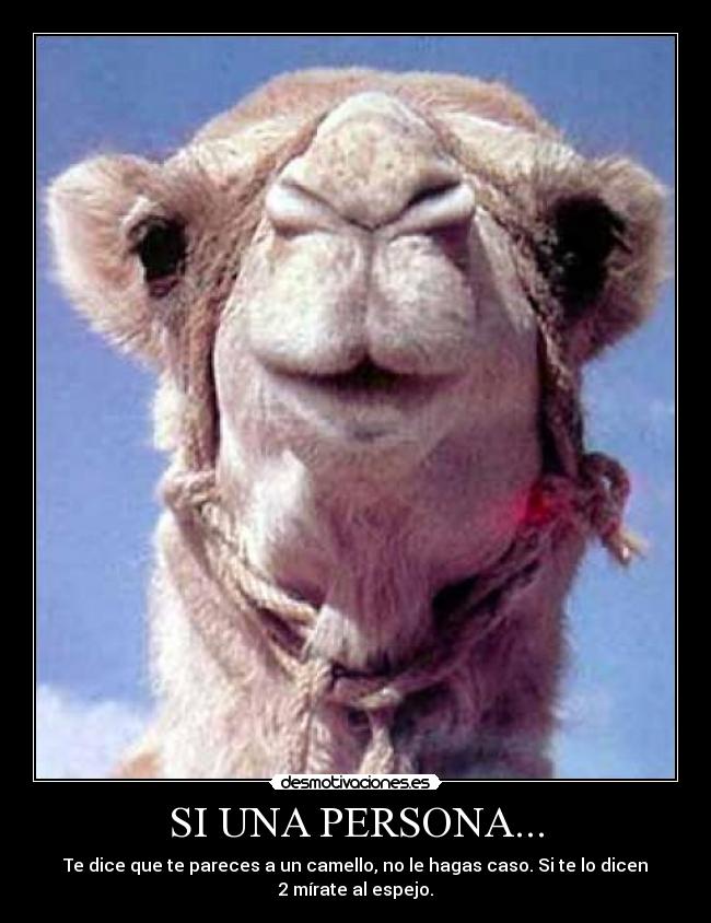 SI UNA PERSONA... - Te dice que te pareces a un camello, no le hagas caso. Si te lo dicen 2 mírate al espejo.