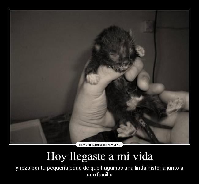 carteles vida campanita desmotivaciones