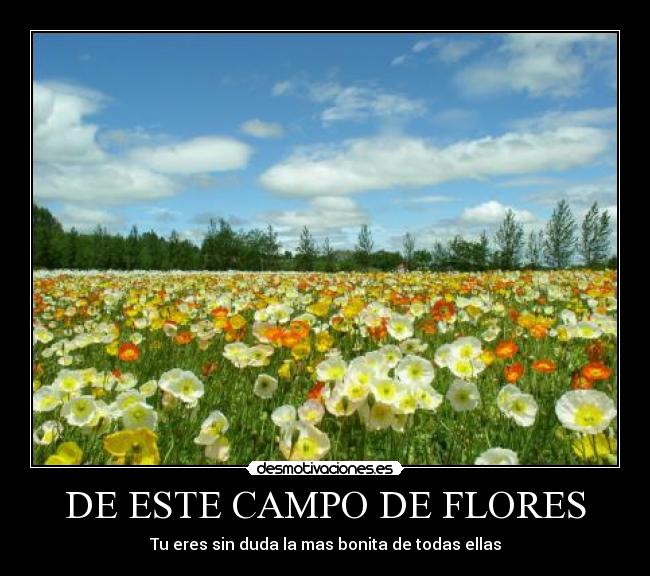 DE ESTE CAMPO DE FLORES - Tu eres sin duda la mas bonita de todas ellas