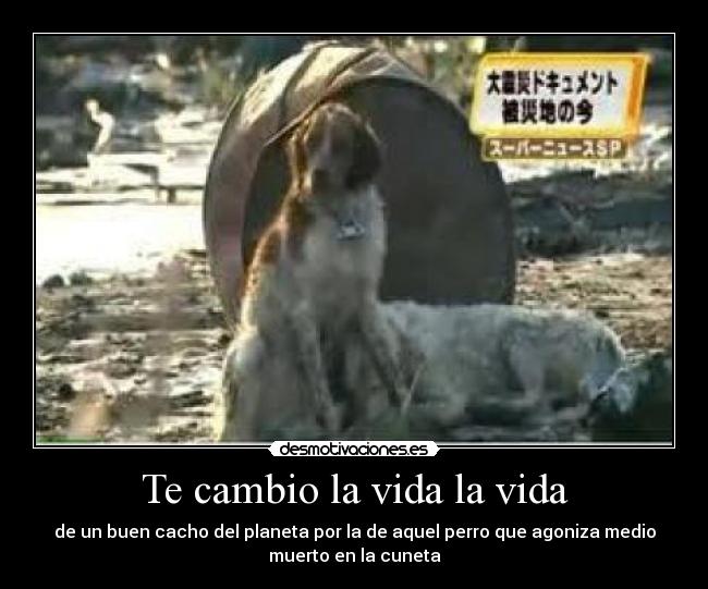 Te cambio la vida la vida - de un buen cacho del planeta por la de aquel perro que agoniza medio
muerto en la cuneta