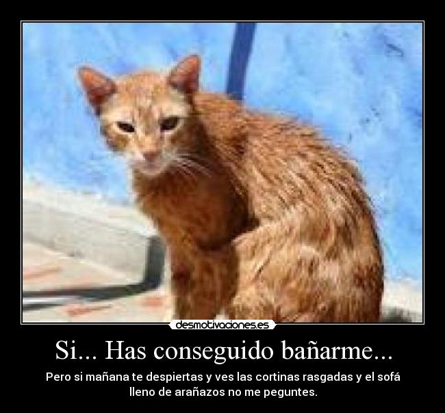 carteles que mala leche gatito desmotivaciones