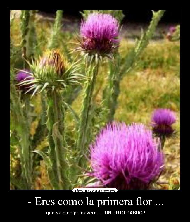 - Eres como la primera flor ... -