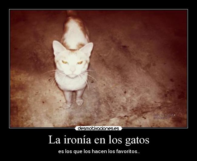 La ironía en los gatos - es los que los hacen los favoritos..