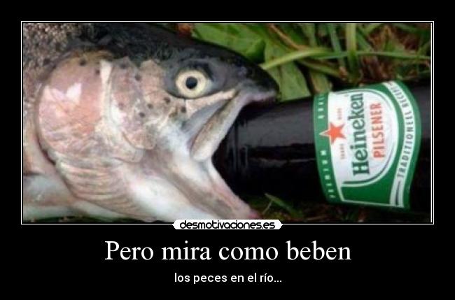 Pero mira como beben - 