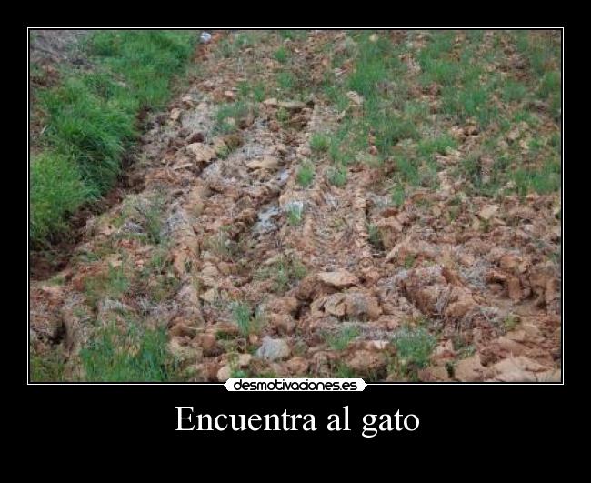 Encuentra al gato - 