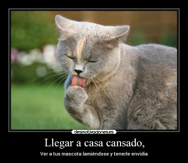 Llegar a casa cansado, - Ver a tus mascota lamiéndose y tenerle envidia