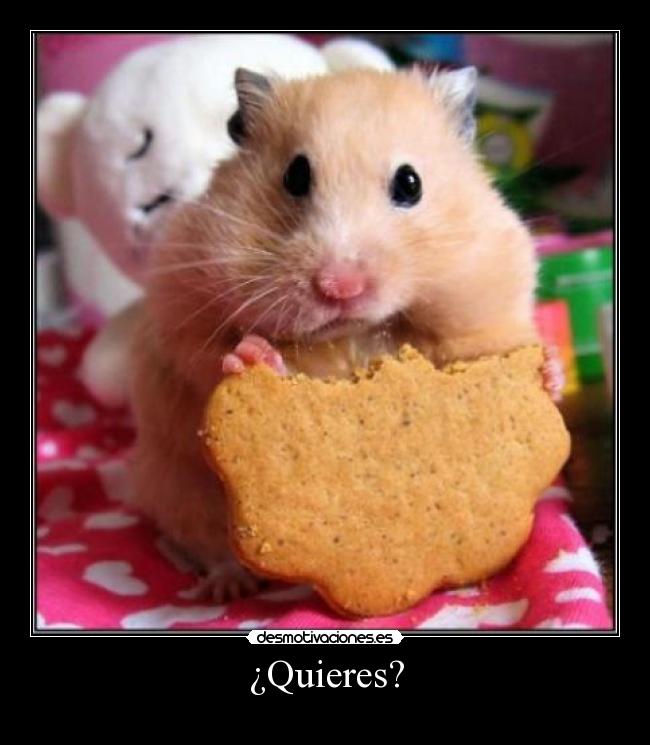 ¿Quieres? -