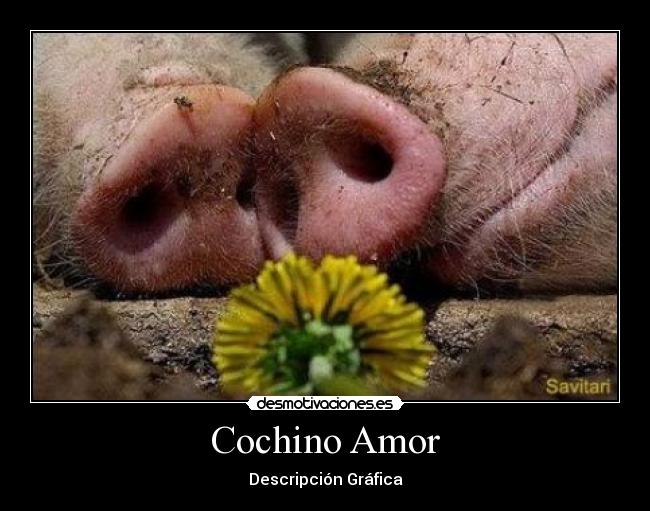 Cochino Amor - Descripción Gráfica