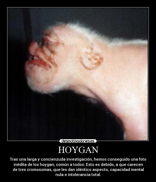 carteles especial hoygan ahora nos reimos todos desmotivaciones