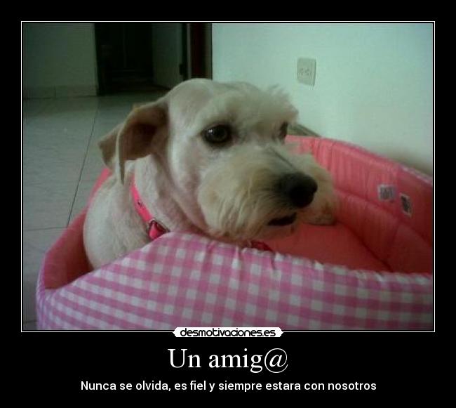 Un amig@ -
