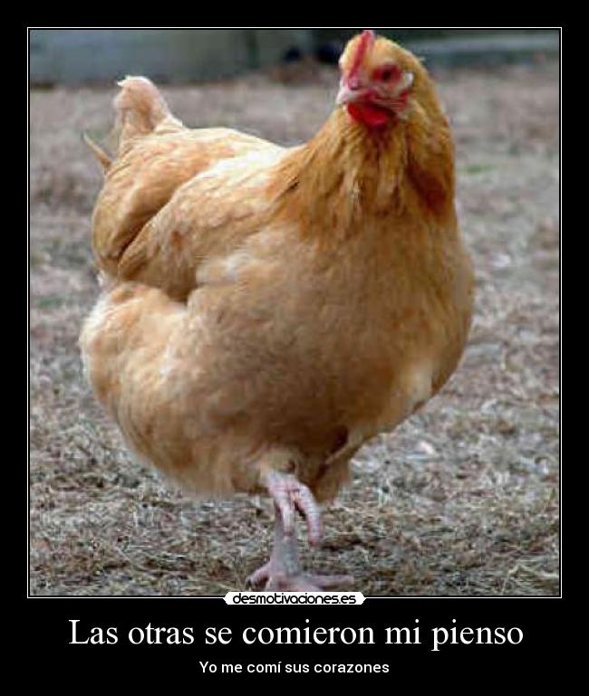 Las otras se comieron mi pienso - 