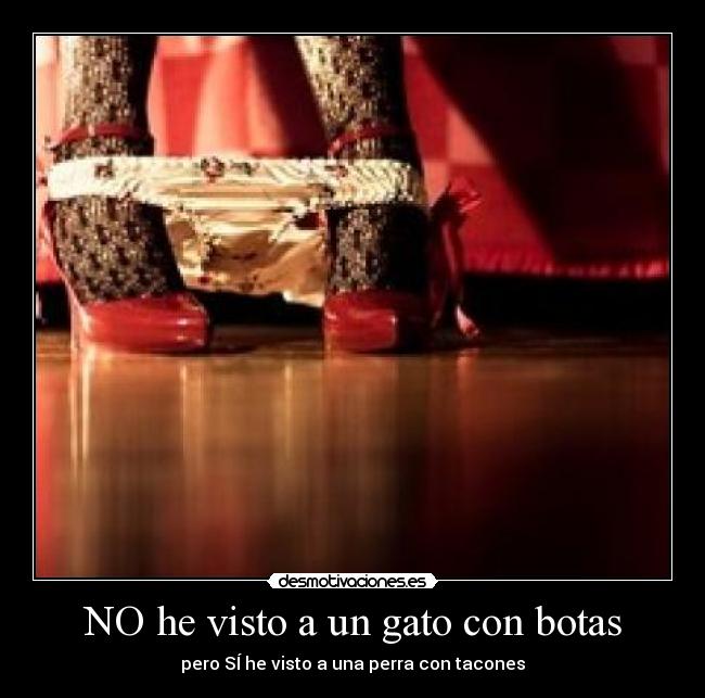 NO he visto a un gato con botas - pero SÍ he visto a una perra con tacones