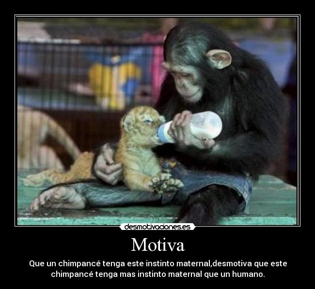 Motiva - Que un chimpancé tenga este instinto maternal,desmotiva que este
chimpancé tenga mas instinto maternal que un humano.