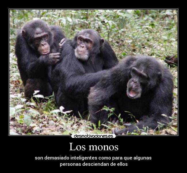 Los monos - 
