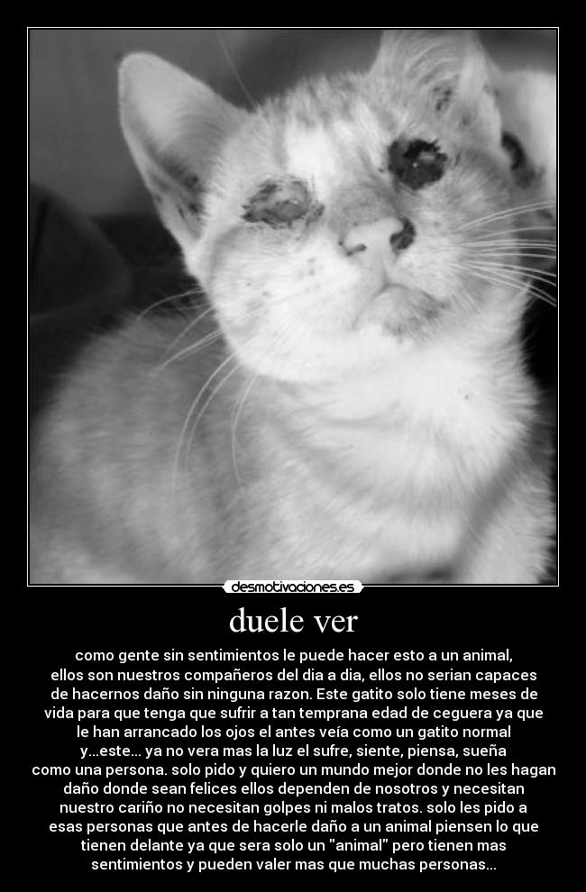 duele ver - como gente sin sentimientos le puede hacer esto a un animal,
ellos son nuestros compañeros del dia a dia, ellos no serian capaces
de hacernos daño sin ninguna razon. Este gatito solo tiene meses de
vida para que tenga que sufrir a tan temprana edad de ceguera ya que
le han arrancado los ojos el antes veía como un gatito normal
y...este... ya no vera mas la luz el sufre, siente, piensa, sueña
como una persona. solo pido y quiero un mundo mejor donde no les hagan
daño donde sean felices ellos dependen de nosotros y necesitan
nuestro cariño no necesitan golpes ni malos tratos. solo les pido a
esas personas que antes de hacerle daño a un animal piensen lo que
tienen delante ya que sera solo un animal pero tienen mas
sentimientos y pueden valer mas que muchas personas...