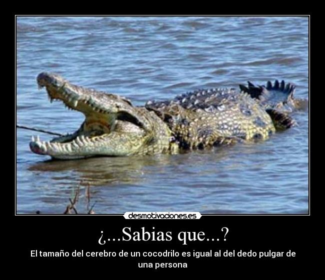 ¿...Sabias que...? -