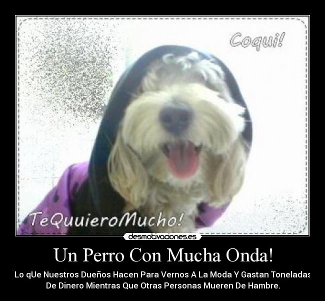 Un Perro Con Mucha Onda! - Lo qUe Nuestros Dueños Hacen Para Vernos A La Moda Y Gastan Toneladas
De Dinero Mientras Que Otras Personas Mueren De Hambre.