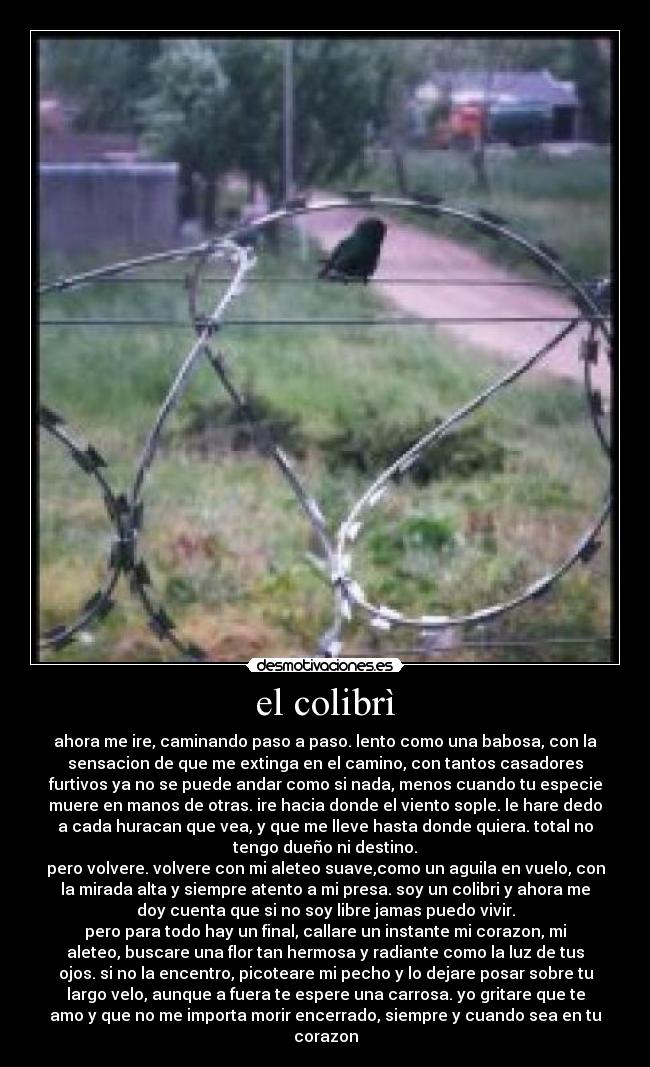el colibrì - ahora me ire, caminando paso a paso. lento como una babosa, con la
sensacion de que me extinga en el camino, con tantos casadores
furtivos ya no se puede andar como si nada, menos cuando tu especie
muere en manos de otras. ire hacia donde el viento sople. le hare dedo
a cada huracan que vea, y que me lleve hasta donde quiera. total no
tengo dueño ni destino.
pero volvere. volvere con mi aleteo suave,como un aguila en vuelo, con
la mirada alta y siempre atento a mi presa. soy un colibri y ahora me
doy cuenta que si no soy libre jamas puedo vivir.
pero para todo hay un final, callare un instante mi corazon, mi
aleteo, buscare una flor tan hermosa y radiante como la luz de tus
ojos. si no la encentro, picoteare mi pecho y lo dejare posar sobre tu
largo velo, aunque a fuera te espere una carrosa. yo gritare que te
amo y que no me importa morir encerrado, siempre y cuando sea en tu
corazon