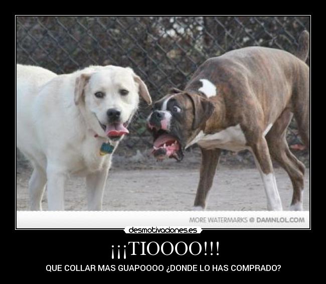 ¡¡¡TIOOOO!!! - QUE COLLAR MAS GUAPOOOO ¿DONDE LO HAS COMPRADO?