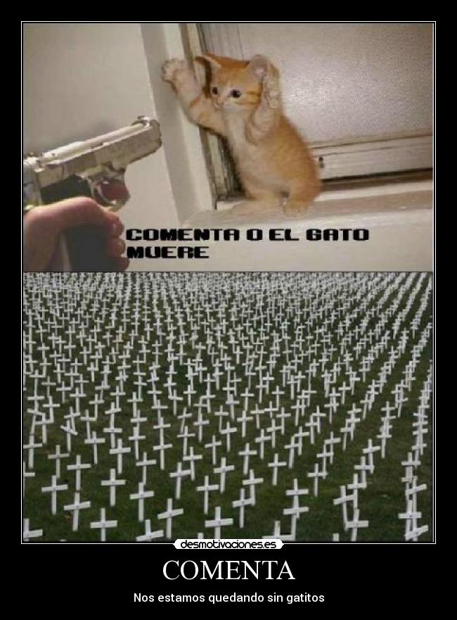 COMENTA - Nos estamos quedando sin gatitos