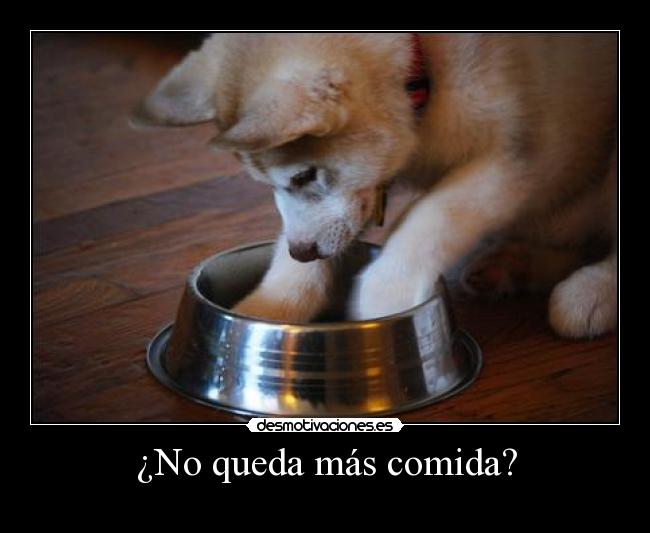 carteles comida perrito desmotivaciones