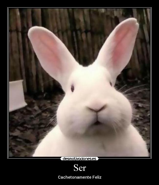 Ser - Cachetonamente Feliz