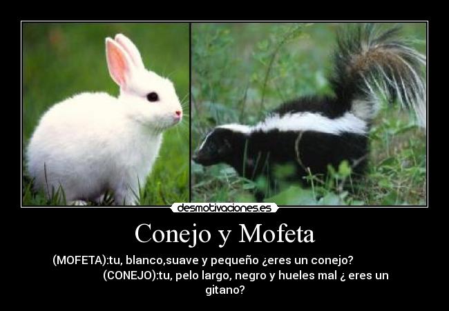 Conejo y Mofeta -