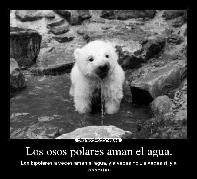 Los osos polares aman el agua. -